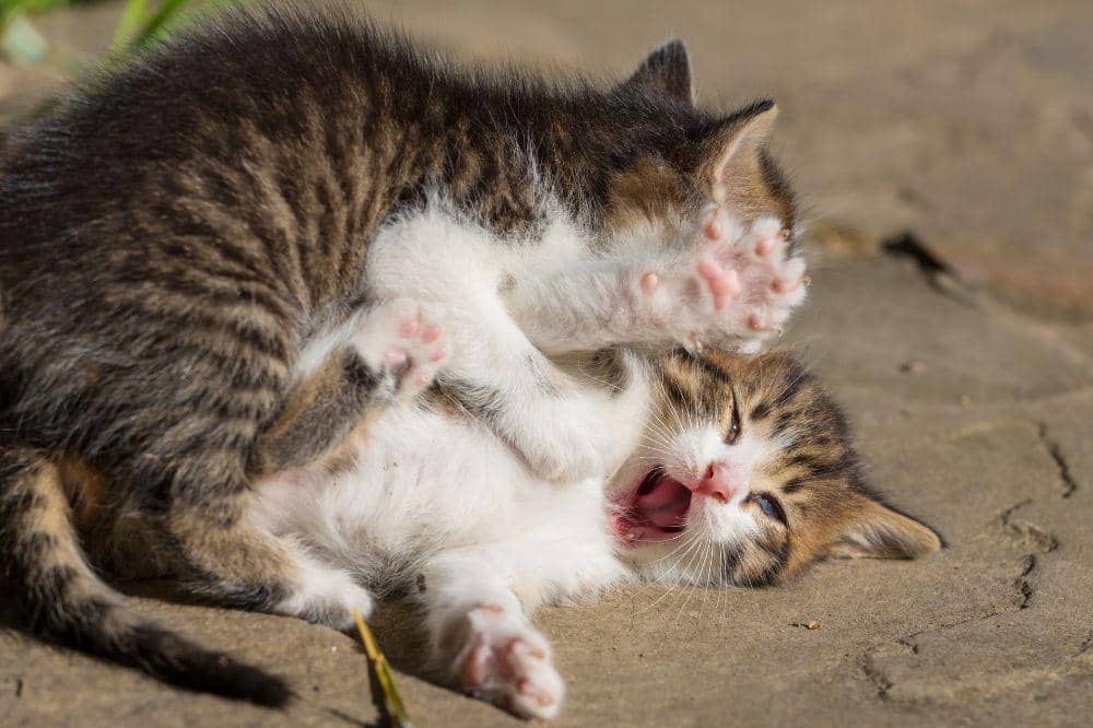 Kenapa Kucing Bisa Terkena Panleu?