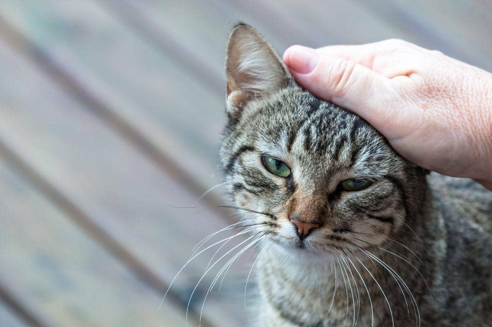 Kenapa Kucing Bisa Terkena Panleu?