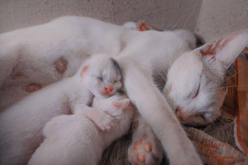 6 Bahaya Kucing Terkena Panleu
