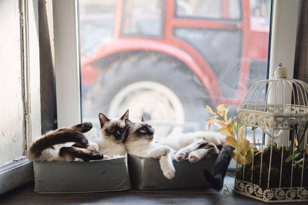 Kenapa Kucing Bisa Terkena Panleu