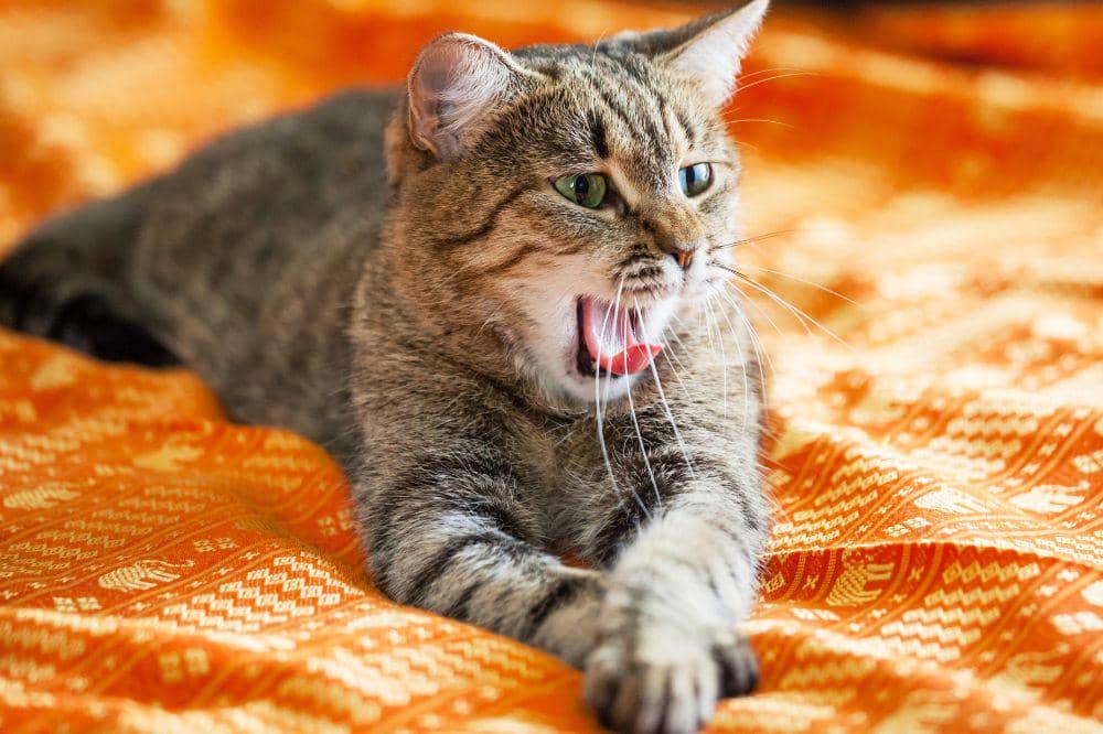 6 Bahaya Kucing Terkena Panleu