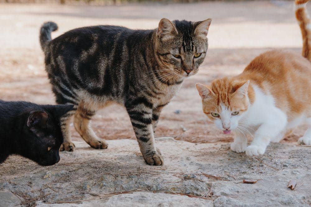 Kenapa Kucing Bisa Terkena Panleu?