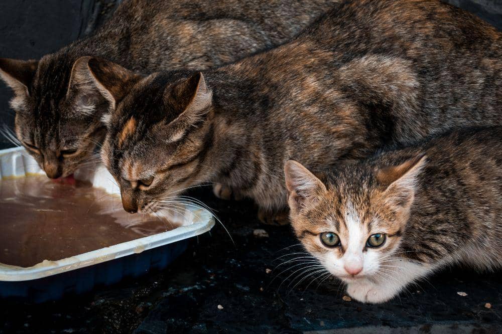 Kenapa Kucing Bisa Terkena Panleu?
