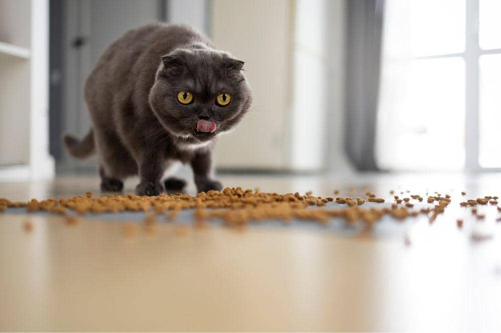 9 Ciri Kucing Terkena Panleu