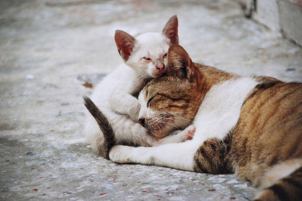 Kenapa Kucing Bisa Terkena Panleu?