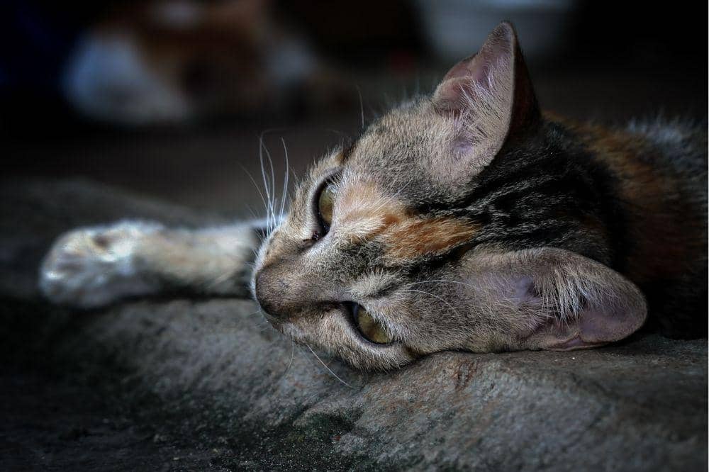 Kenapa Kucing Bisa Terkena Panleu?