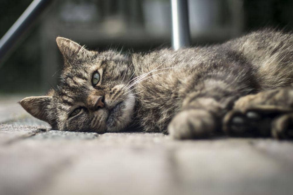 9 Ciri Kucing Terkena Panleu