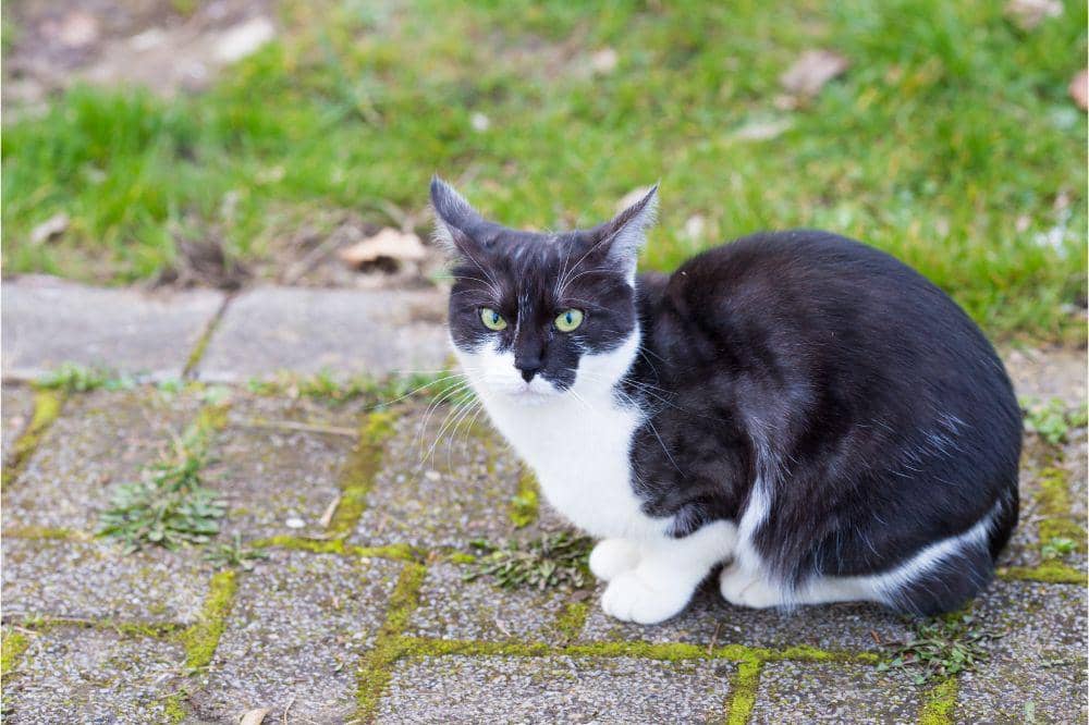 9 Ciri Kucing Terkena Panleu