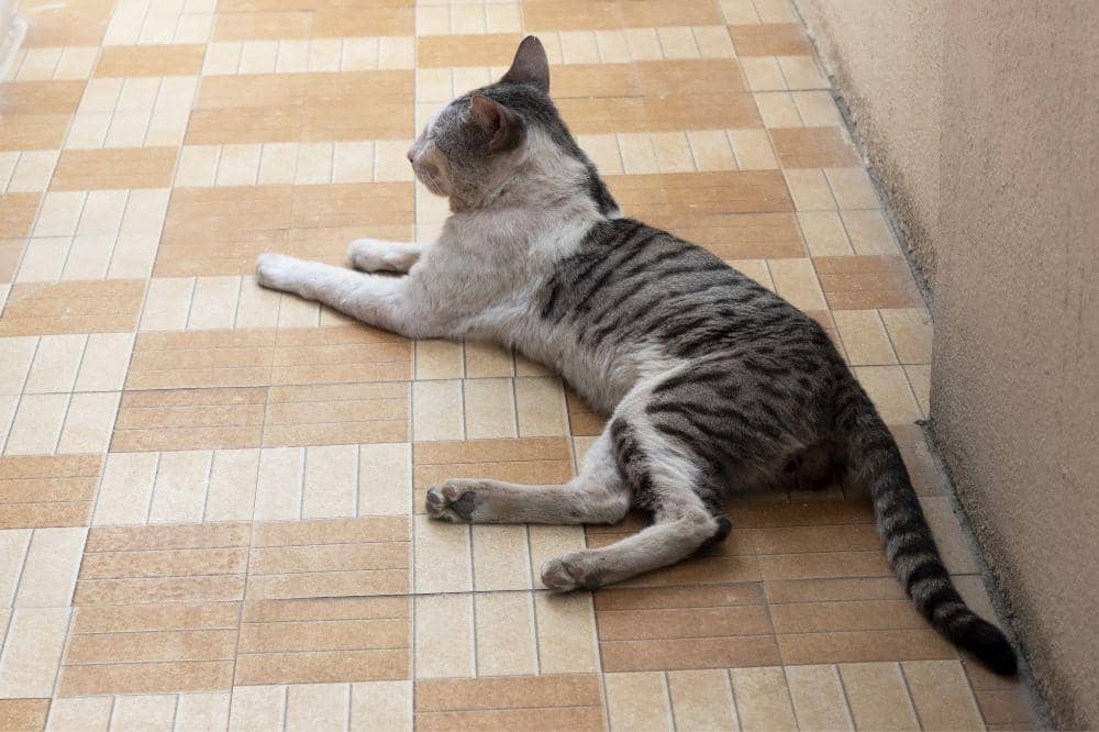 9 Ciri Kucing Terkena Panleu