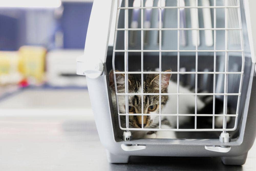 Kenapa Kucing Bisa Terkena Panleu