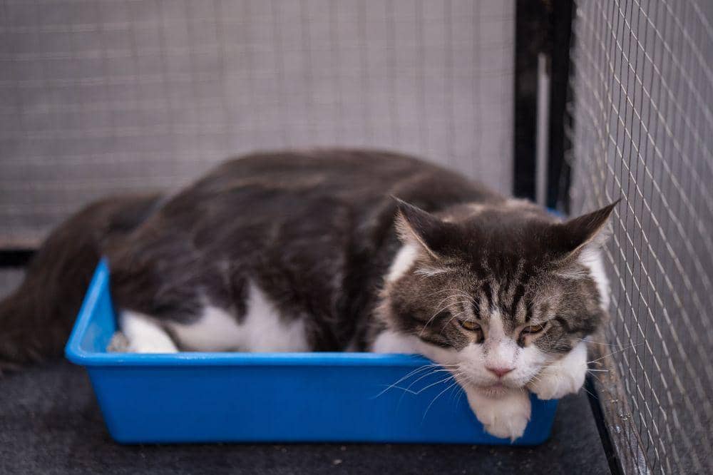 9 Ciri Kucing Terkena Panleu