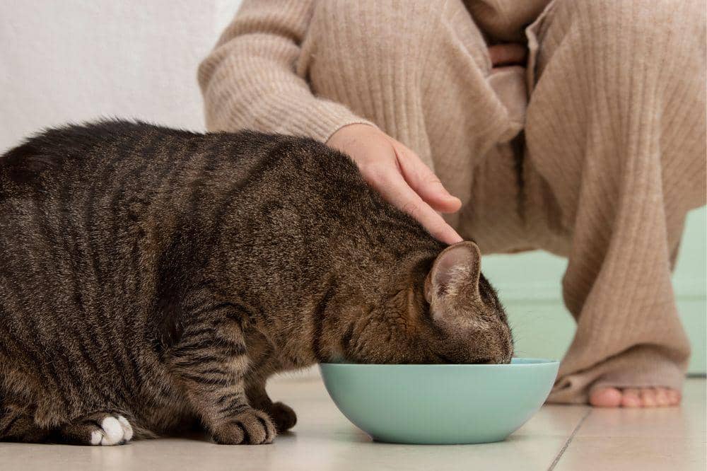 Kenapa Kucing Bisa Terkena Panleu?