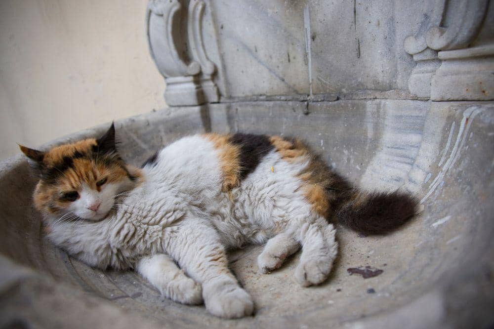 9 Ciri Kucing Terkena Panleu