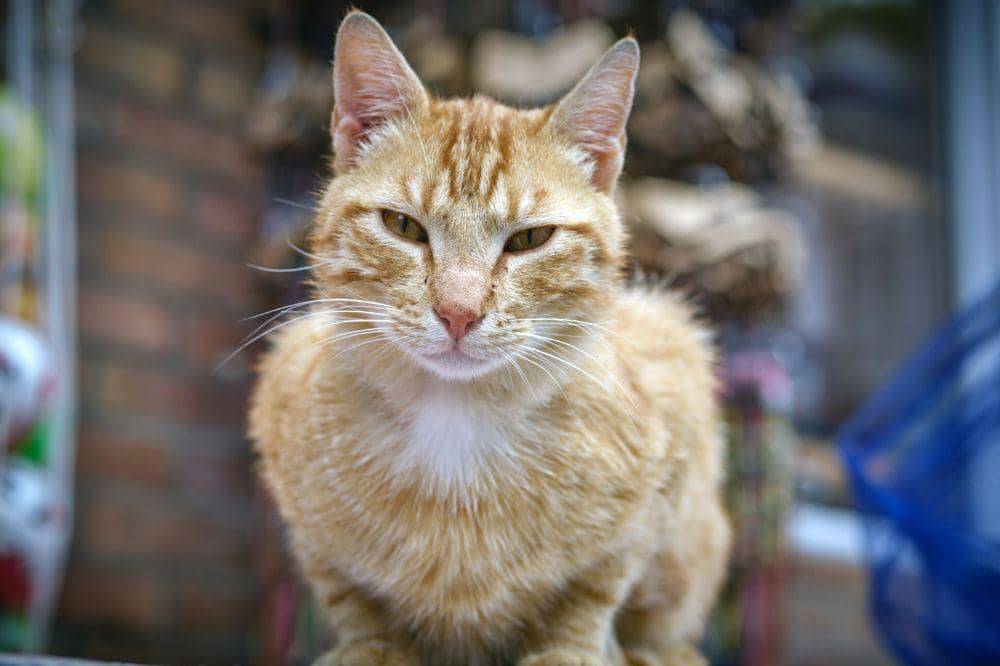 9 Ciri Kucing Terkena Panleu, Perhatikan Nafsu Makannya