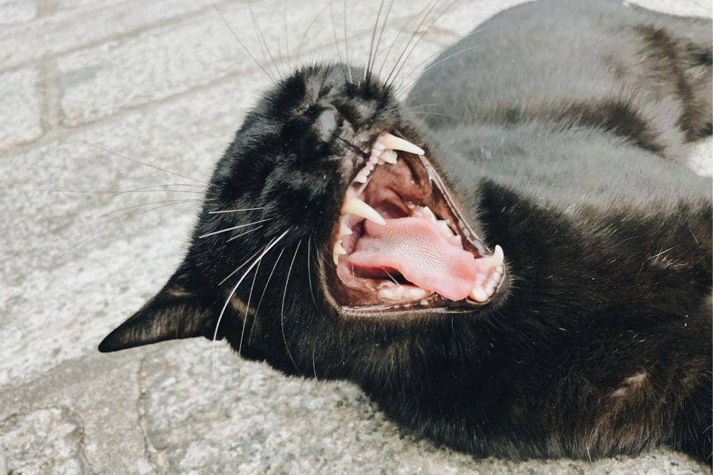 9 Ciri Kucing Terkena Panleu