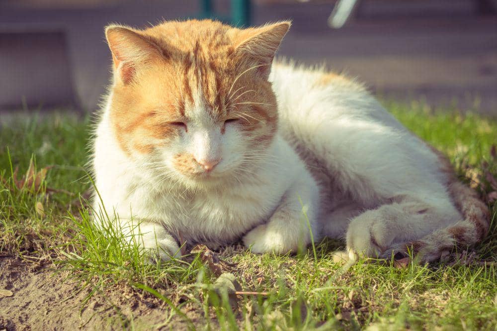 9 Ciri Kucing Terkena Panleu