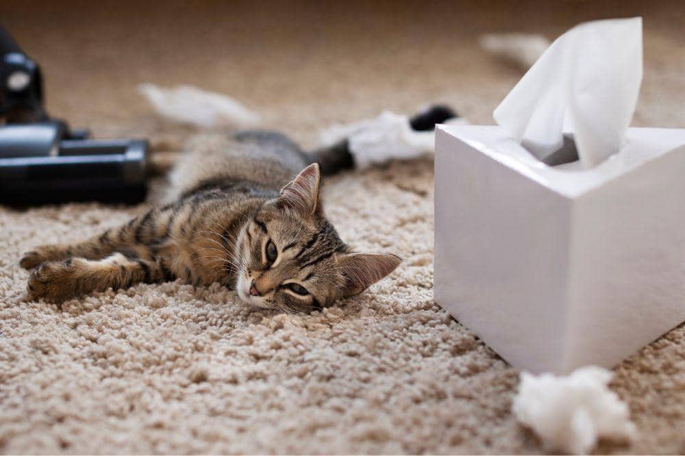 6 Bahaya Kucing Terkena Panleu, Bisa Menyebabkan Kematian