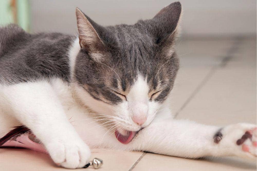 Kenapa Kucing Bisa Terkena Panleu?
