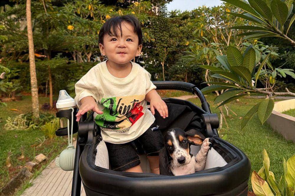 5 Fakta Anjing Basset Hound, Peliharaan Erika Carlina dan Andrew