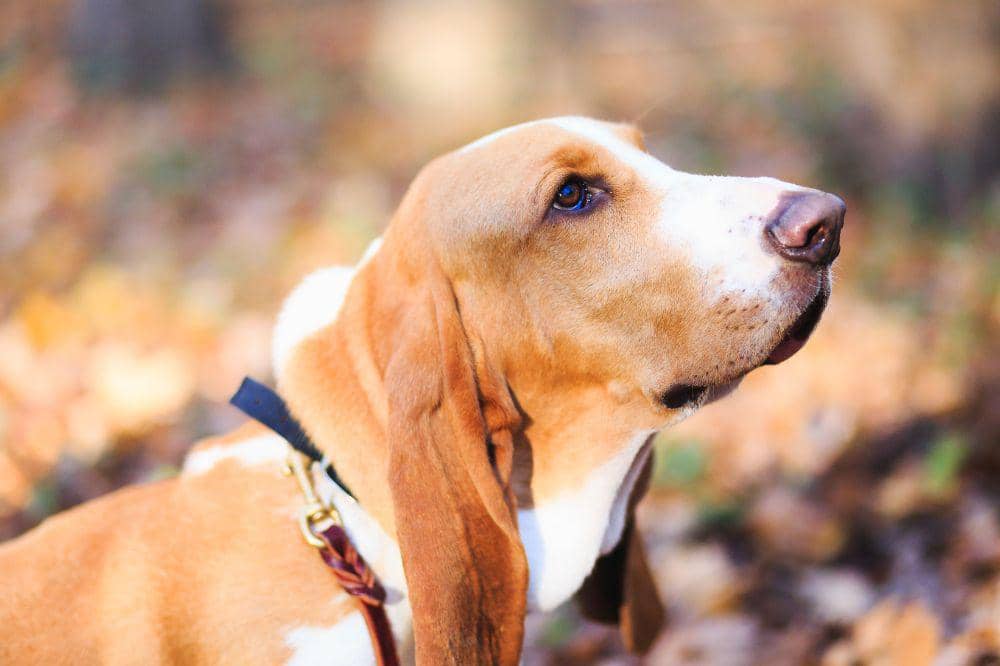 Anjing Basset Hound