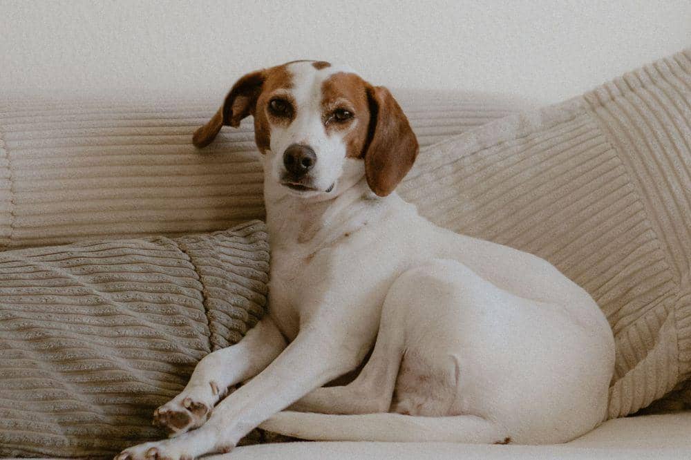 Anjing Basset Hound