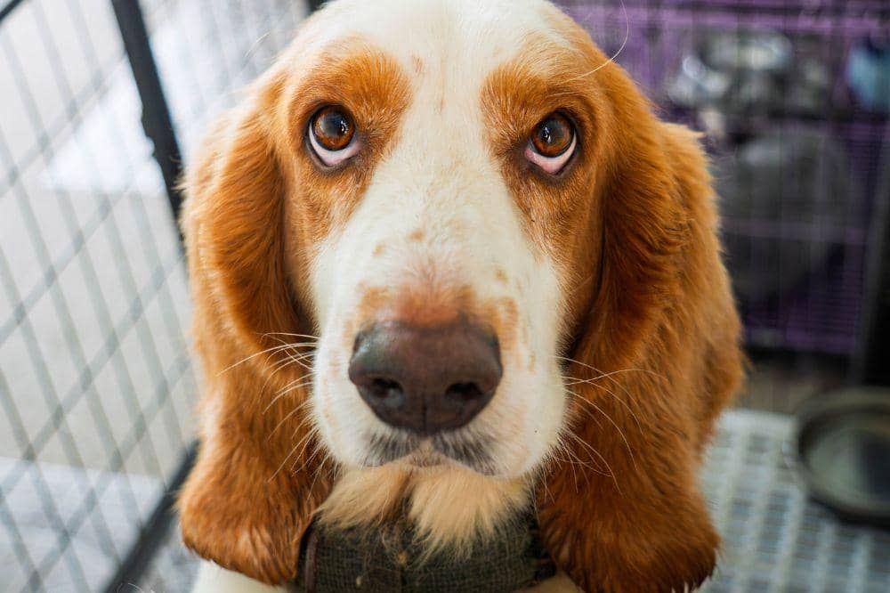 Anjing Basset Hound