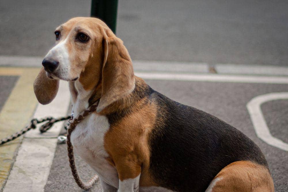 Anjing Basset Hound.jpg