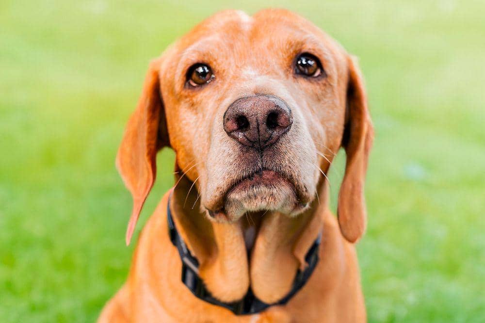Anjing Basset Hound