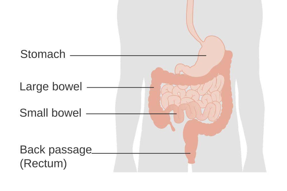 Apa Itu Usus Besar?