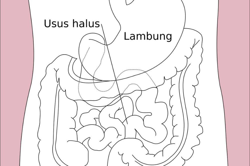 Apa Itu Usus Halus?
