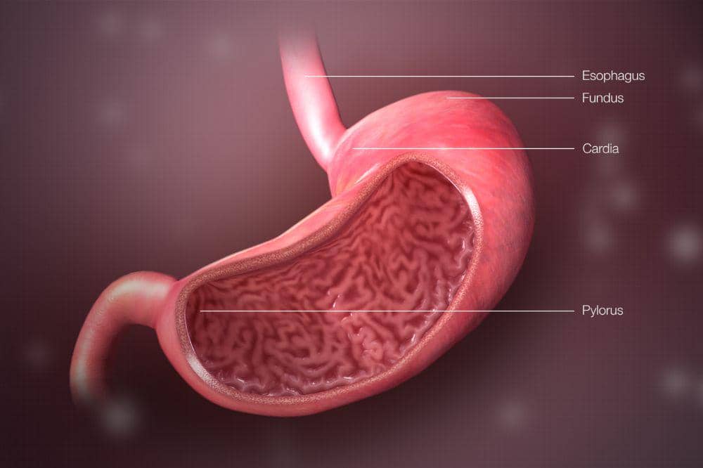 Apakah Ukuran Lambung Memengaruhi Nafsu Makan