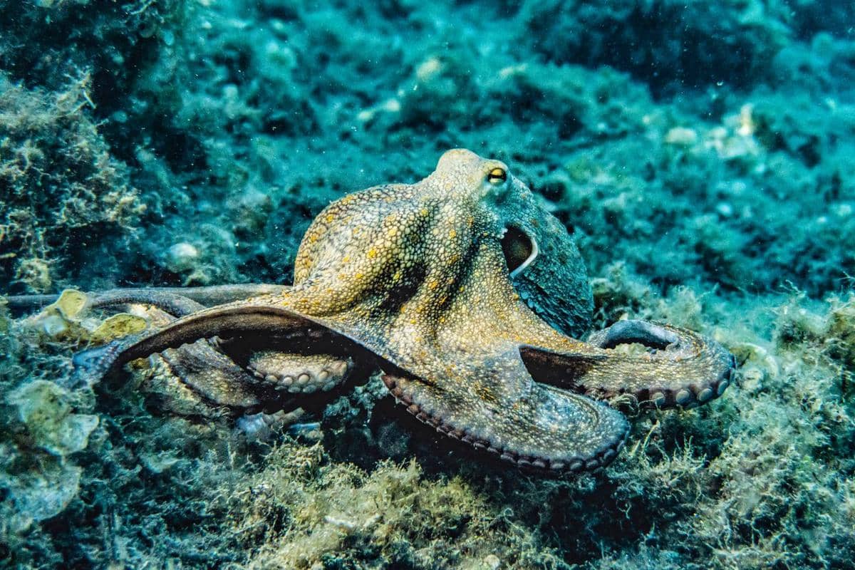 Hewan Laut dengan Cara Tidur Paling Unik di Dunia