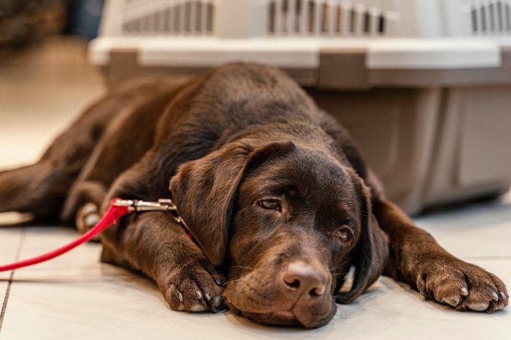 7 Penyakit Anjing yang Paling Mematikan, Waspada dari Parvovirus