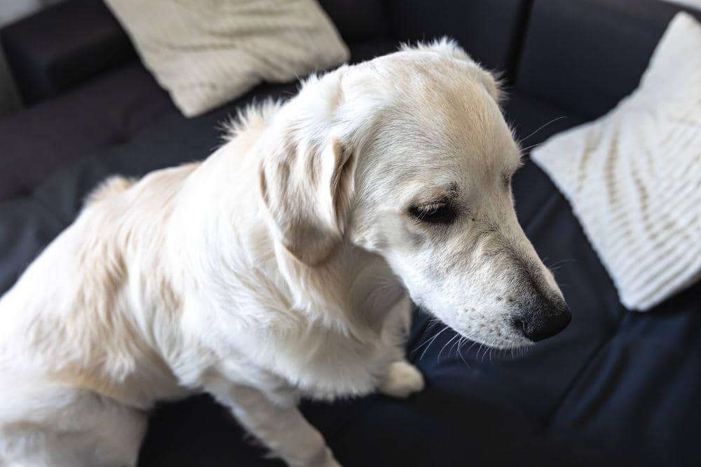 7 Penyakit Anjing yang Paling Mematikan