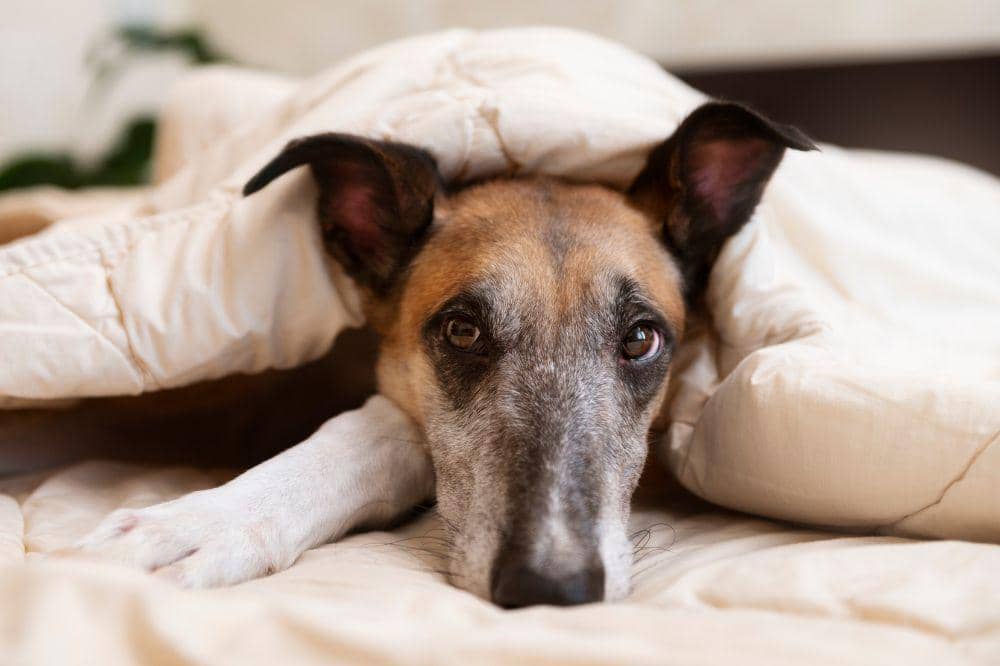 7 Penyakit Anjing yang Paling Mematikan