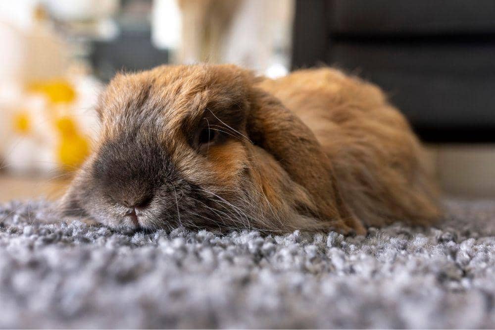 8 Penyakit Kelinci yang Paling Mematikan, Hati-Hati dengan Tularemia