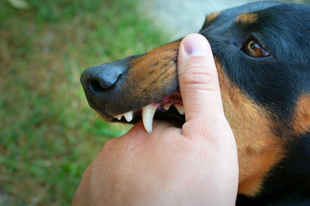 7 Penyakit Anjing yang Paling Mematikan