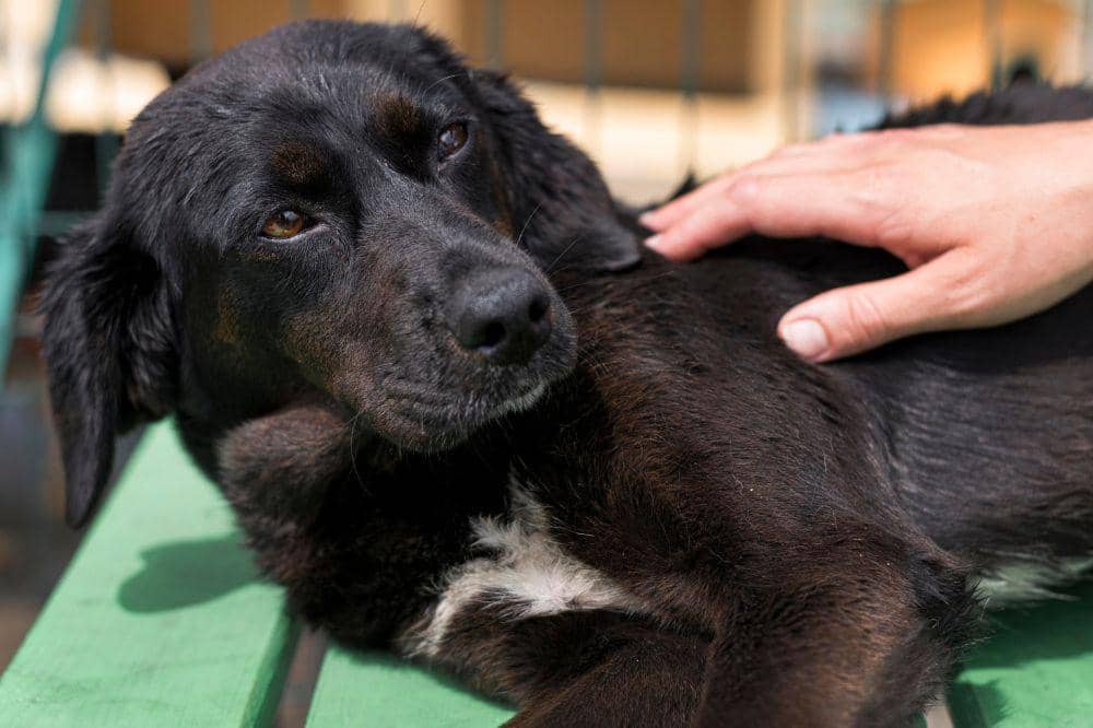 7 Penyakit Anjing yang Paling Mematikan