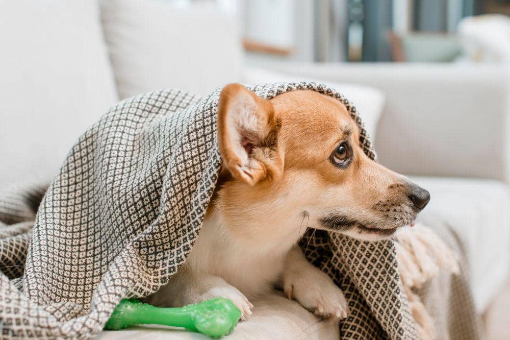 7 Penyakit Anjing yang Paling Mematikan