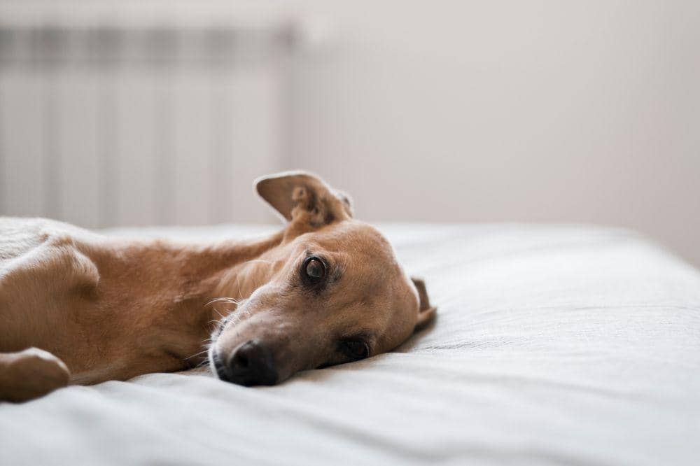 7 Penyakit Anjing yang Paling Mematikan