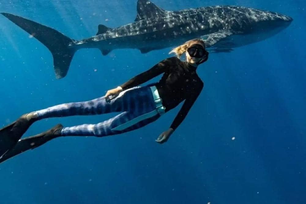 Wisata edukatif berenang bareng hius paus di Ningaloo Reef