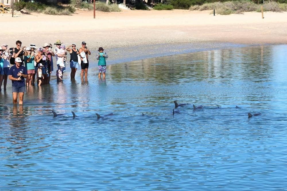 Bertemu langsung dengan lumba-lumba yang berenang sekitar pantai di Shark Bay Monkey Mia