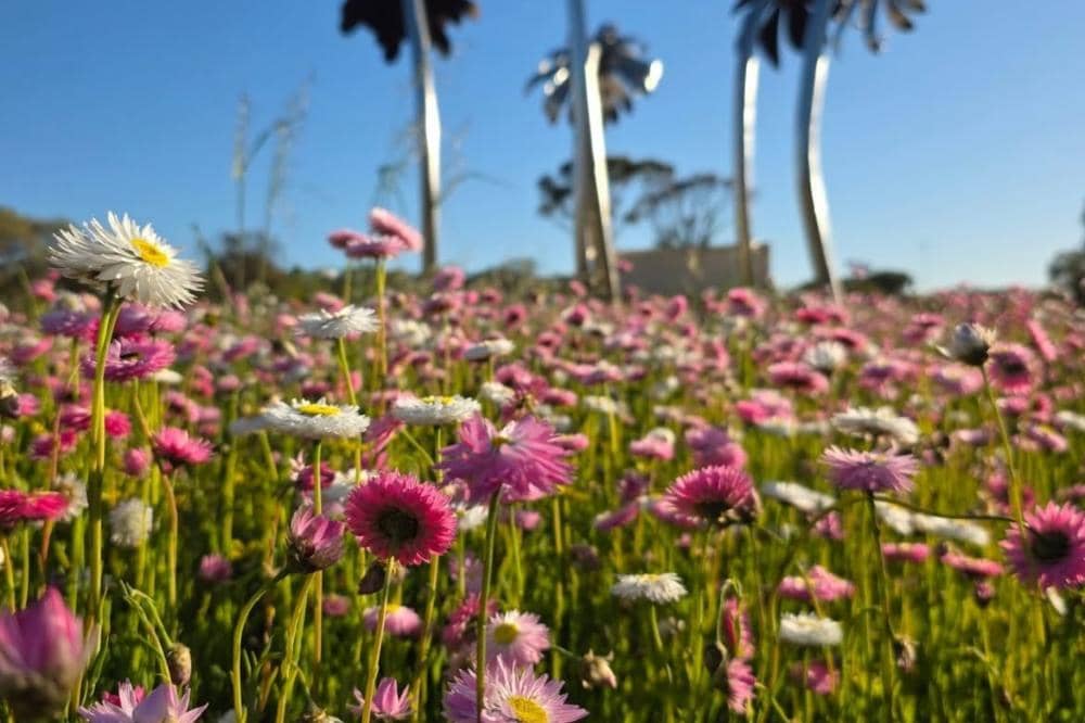 Keindahan hamparan bunga di sepanjang area terbuka