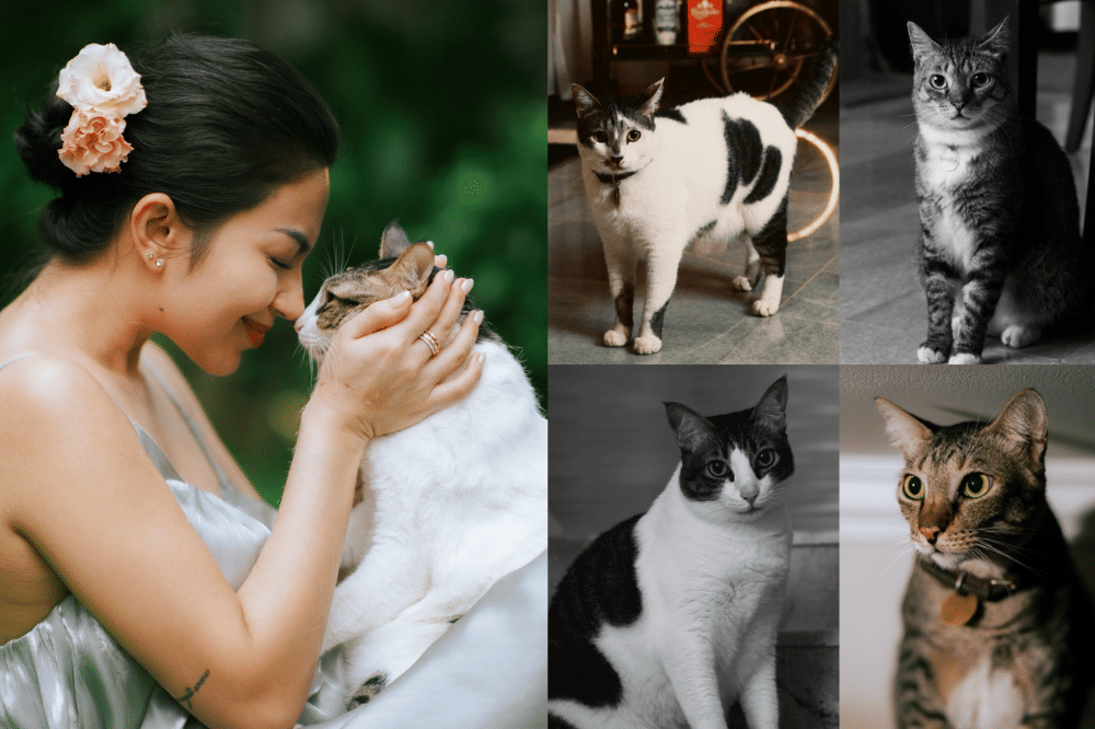 Tumpengan, Ariel Tatum Rayakan Ultah ke-5 Kucing Kesayangan