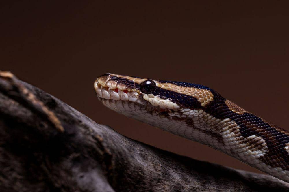 ular