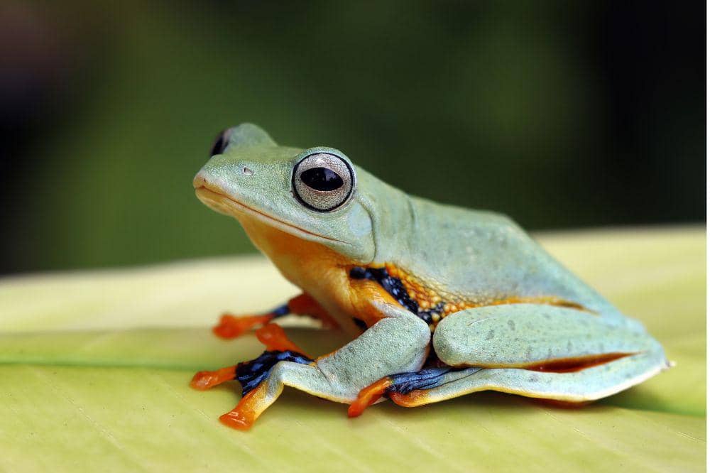katak
