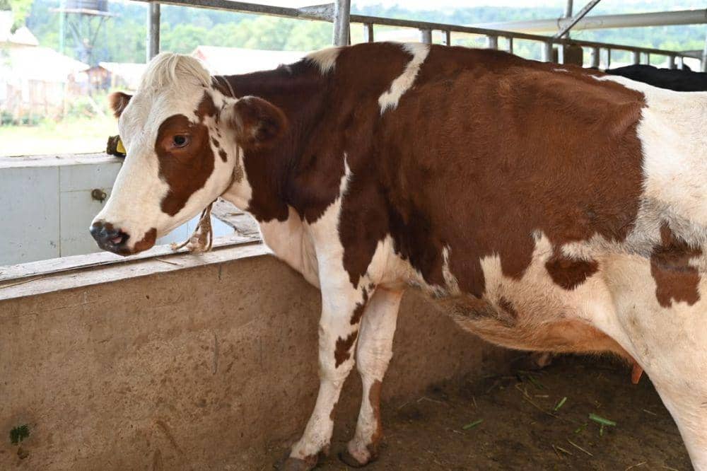 Bagaimana Cara Membuat Sapi Bahagia dan Sehat