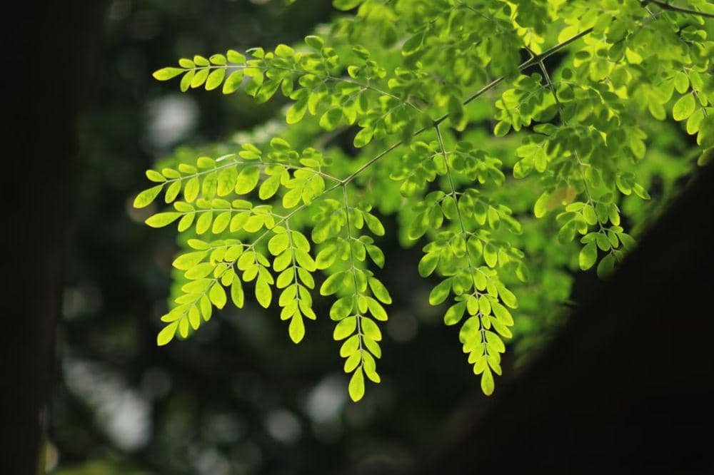 Daun kelor
