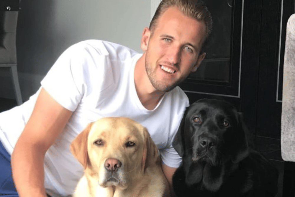 Anjing peliharaan pemain bola