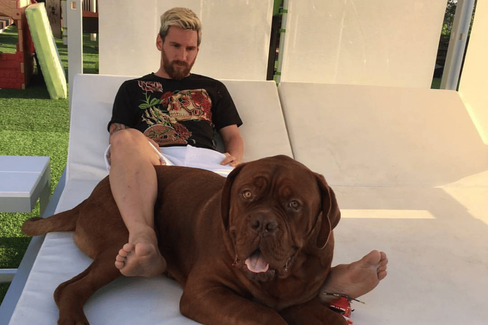 Anjing peliharaan pemain bola